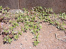 Starr 030523-0123 Hedyotis corymbosa.jpg