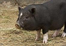 Sus scrofa domesticus, miniature pig, juvenile.jpg