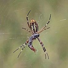 Wasp spider (Argiope bruennichi) ventral.jpg