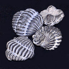 Calymenidae - Calymene niagarensis.JPG
