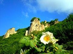 Wild rose in Azerbaijan.jpg