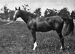Hanover stallion.jpg