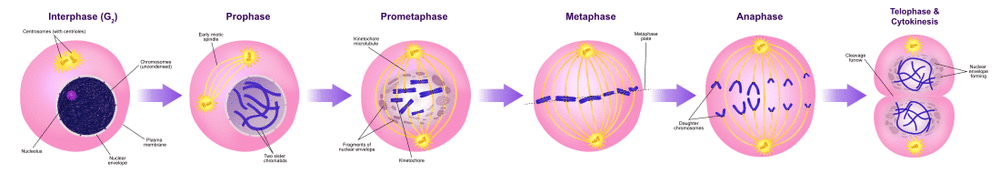 A diagram of the mitotic phases