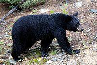 Canadian Rockies - the bear at Lake Louise.jpg