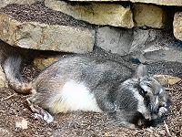 Lagostomus maximus-1-WilhelmaZoo-Stuttgart.JPG