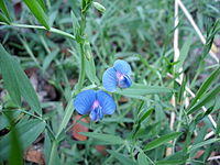 Lathyrus sativus flowers Bangladesh.JPG
