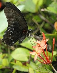 Andaman28 B Andaman Mormon (7999772252).jpg