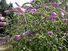 BuddlejaDavidiiStrauch.jpg