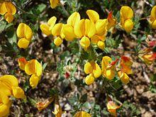 LOTUS CORNICULATUS - FIGUEROLA - IB-377 (Lot corniculat).JPG