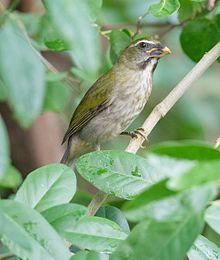 Lesser Antillean saltator.jpg