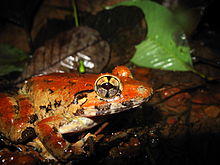 Limnonectes blythii from Thailand.JPG