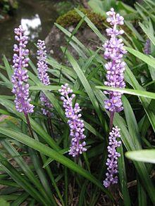 Liriope muscari 4.JPG