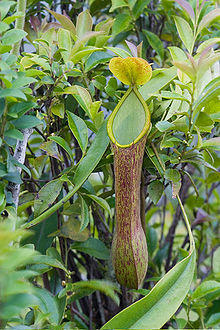 Nepenthes alata ASR 062007 mt ambucao luzon.jpg
