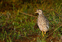 Pedionomus torquatus, NSW 1.jpg