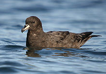 Procellaria westlandica1.jpg