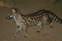 Rusty-spotted Genet (Genetta maculata) (32484079077).jpg