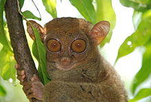 Tarsiers are prosimian primates, but more closely related to monkeys, apes, and humans (simians) than to other prosimians.