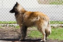 Tervuren.jpg