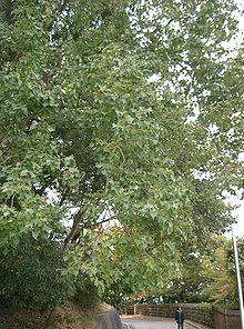 Triadica sebifera1.jpg