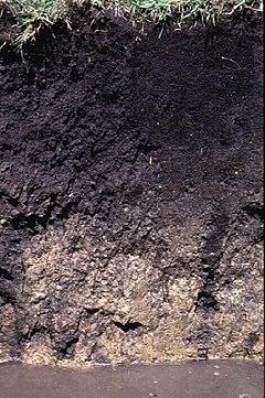 Drummer Soil Series - From USDA NRCS.jpg