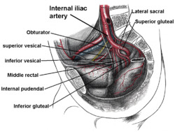 Internal iliac branches.PNG