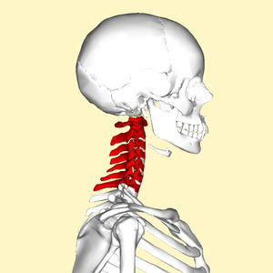 Cervical vertebrae lateral.png