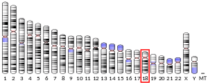 Chromosome 18 (human)
