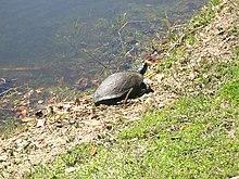 "A turtle on the shore March 2008.jpg".jpg