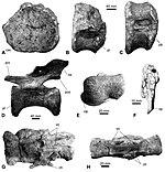 Diplodocidae indet. (Barosaurus africanus) - Tendaguru Formation.jpg