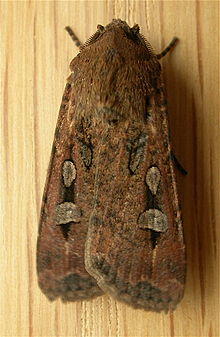Agrotis infusa.jpg