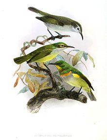 Anthreptes rectirostris Keulemans.jpg