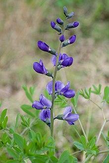 Baptisia australis.jpg