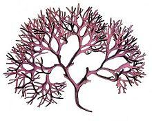 Chondrus crispus - Köhler–s Medizinal-Pflanzen-034 cropped.jpg