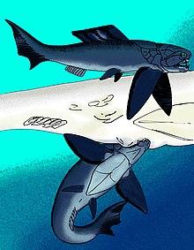 Dinichthys herzi.jpg