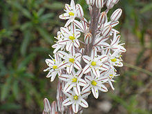 Drimia maritima EnfoqueFlores 2010-10-03 SierraMadrona.jpg