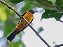 Lanio fulvus - Fulvous Shrike-Tanager (male); Botanic Garden, Manaus, Amazonas, Brazil.jpg