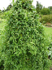P1000627 Bryonia dioica (Cucurbitaceae) Plant.JPG