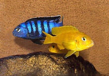 Pseudotropheus saulosi.jpg