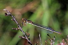 Small red damselfly (Ceriagrion tenellum) female form melanogastrum.jpg