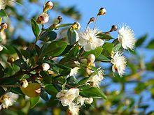 Starr 080304-3229 Myrtus communis.jpg