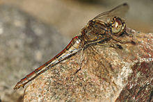 Sympetrum vulgatum LC0368.jpg