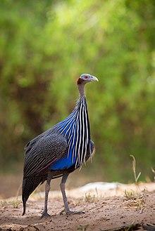 Vulturine Guineafowl at Samburu.jpg
