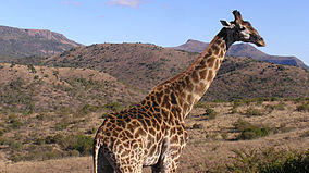 Ithala Game Reserve.jpg