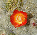 Austrocylindropuntia floccosa (8415020249).jpg