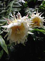 Selenicereus chrysocardium flowers.jpg