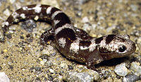 Ambystoma opacumPCSLXYB.jpg
