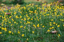 Arachis duranensis.jpg