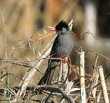 Black Bulbul I IMG 6662.jpg