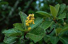 Byrsonima crassifolia 1.jpg