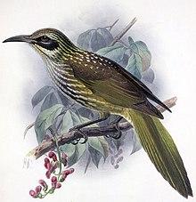 Chaetoptila angustipluma.jpg